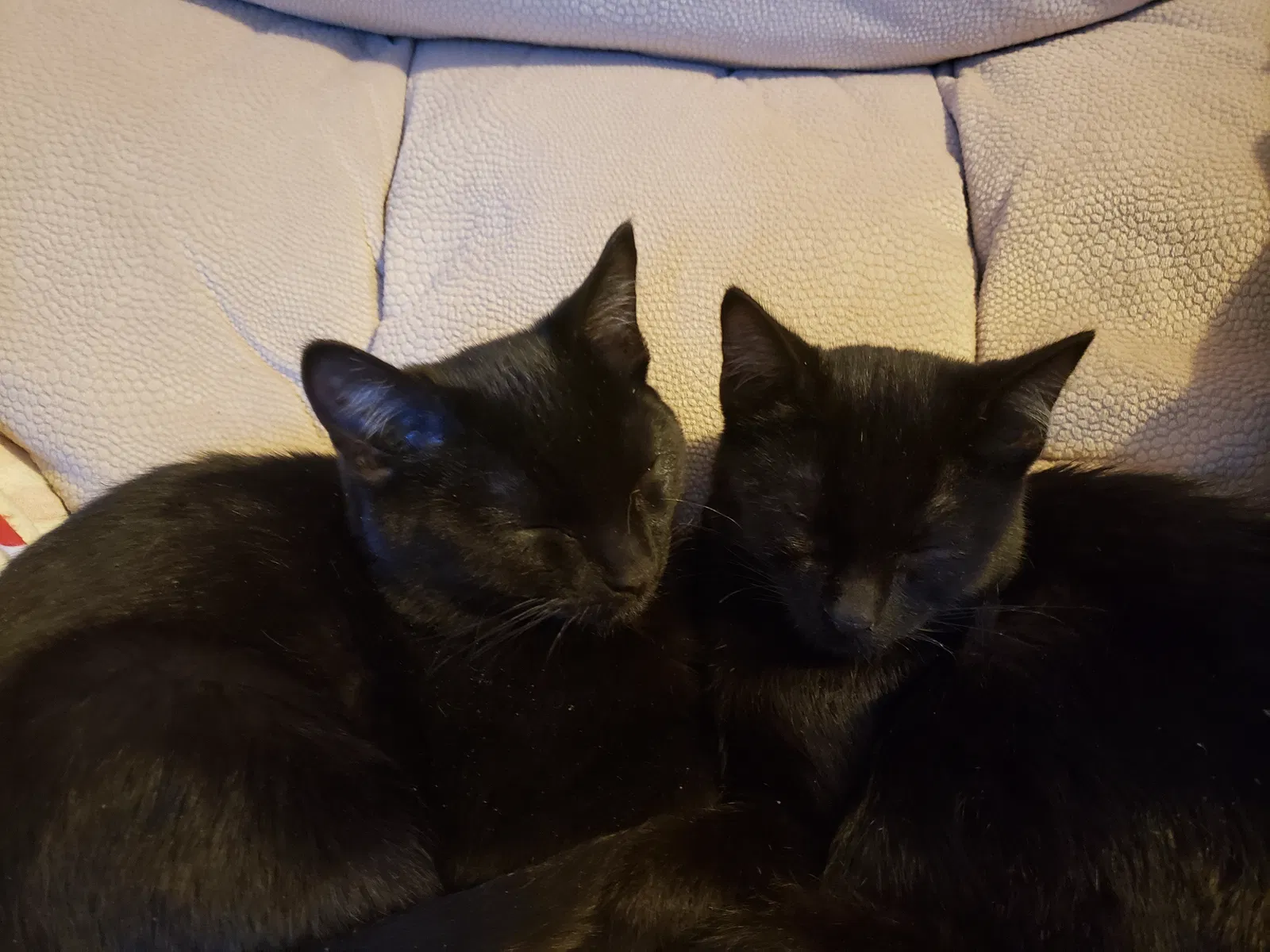 Lost cat in Albuquerque, NM, 87108