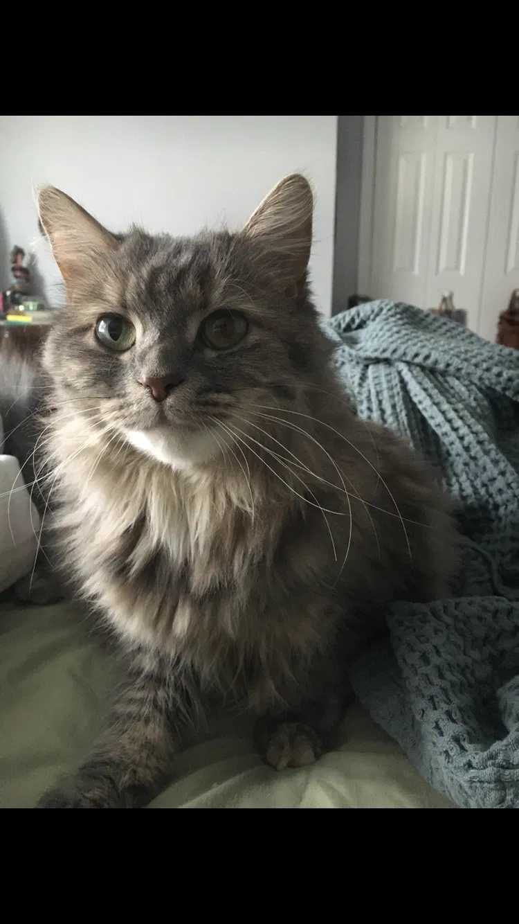 Lost cat in Lancaster, PA, 17601