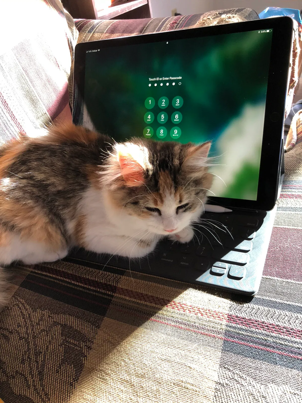 Lost cat in Dexter, IA, 50070