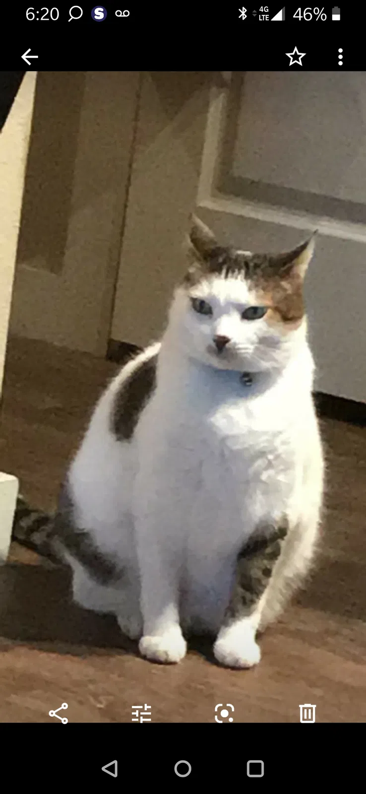 Lost cat in Victoria, TX, 77904