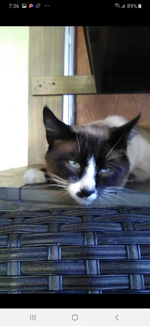 Lost cat in Yakima, WA, 98903