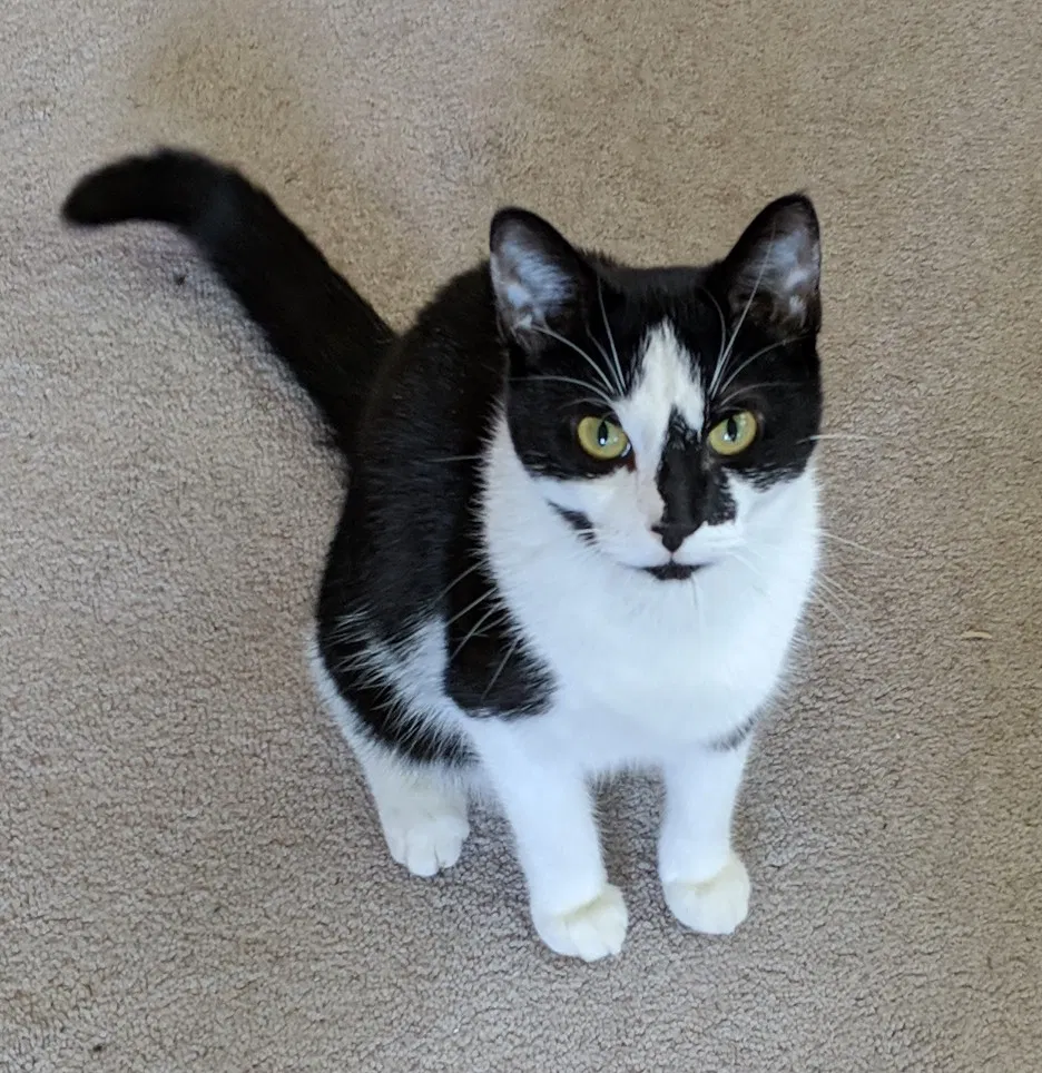 Lost cat in Madison, WI, 53704