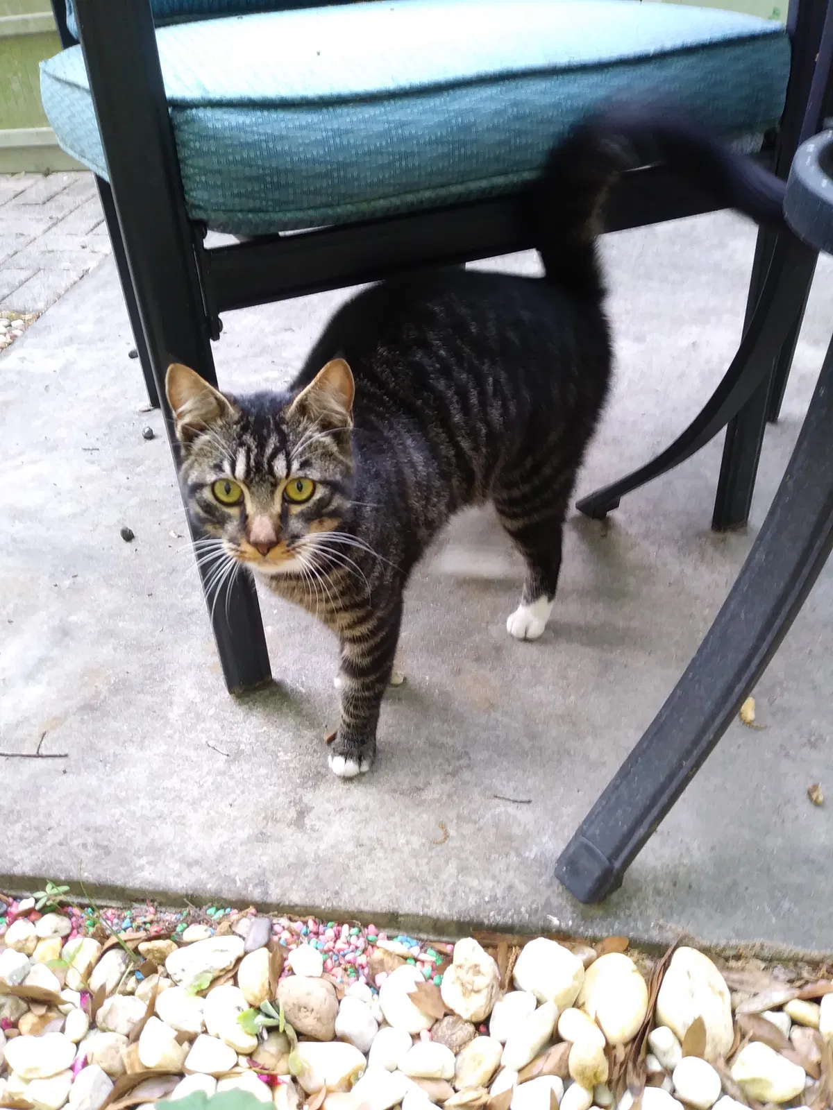 Lost cat in Lake City, FL, 32024