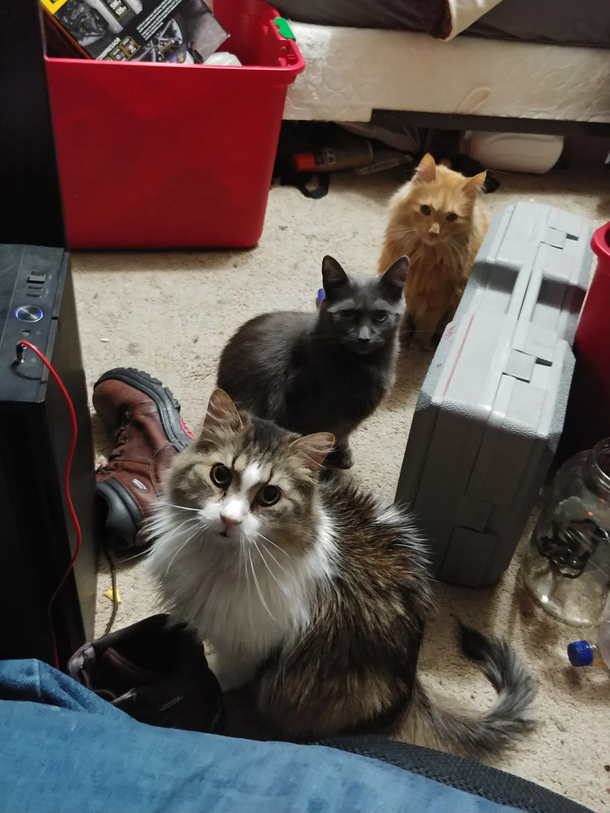 Lost cat in Hiawatha, IA, 52233