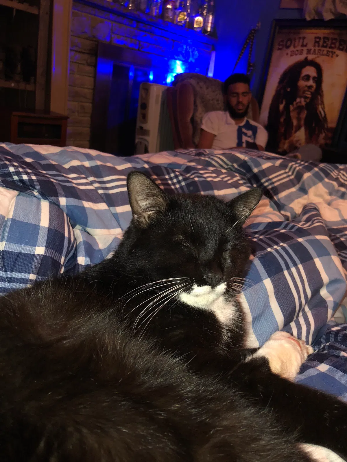 Lost cat in Kingsport, TN, 37663