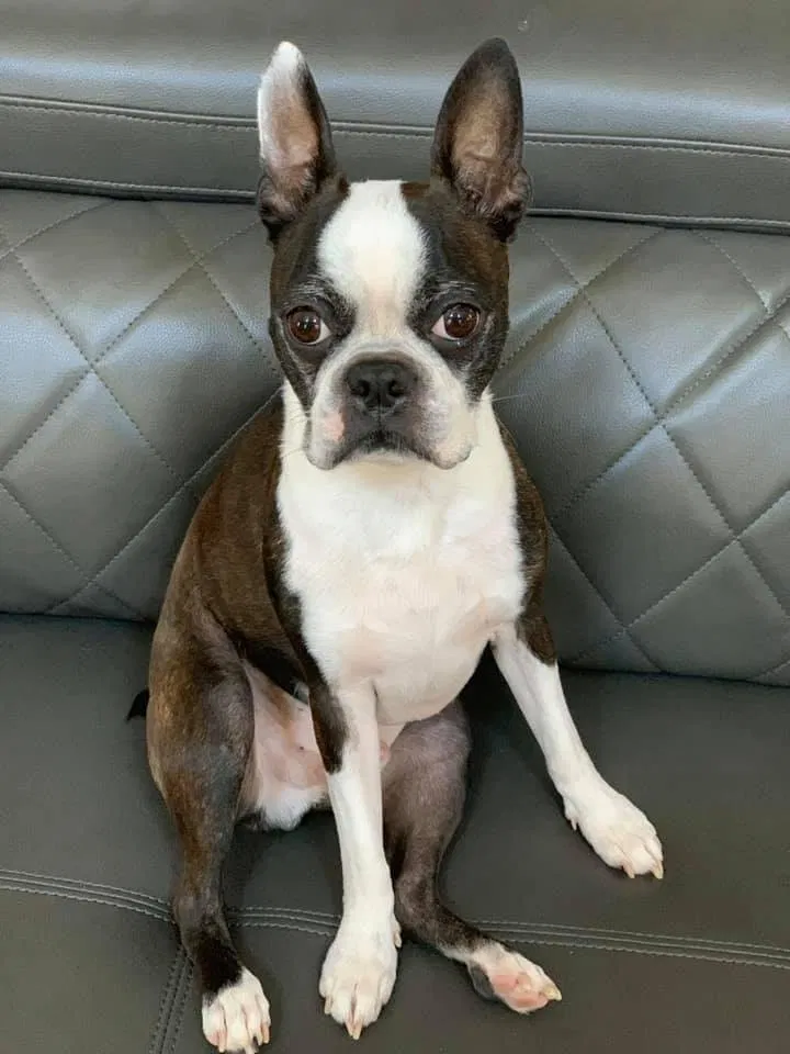 Lost dog in Winter Garden, FL, 34787
