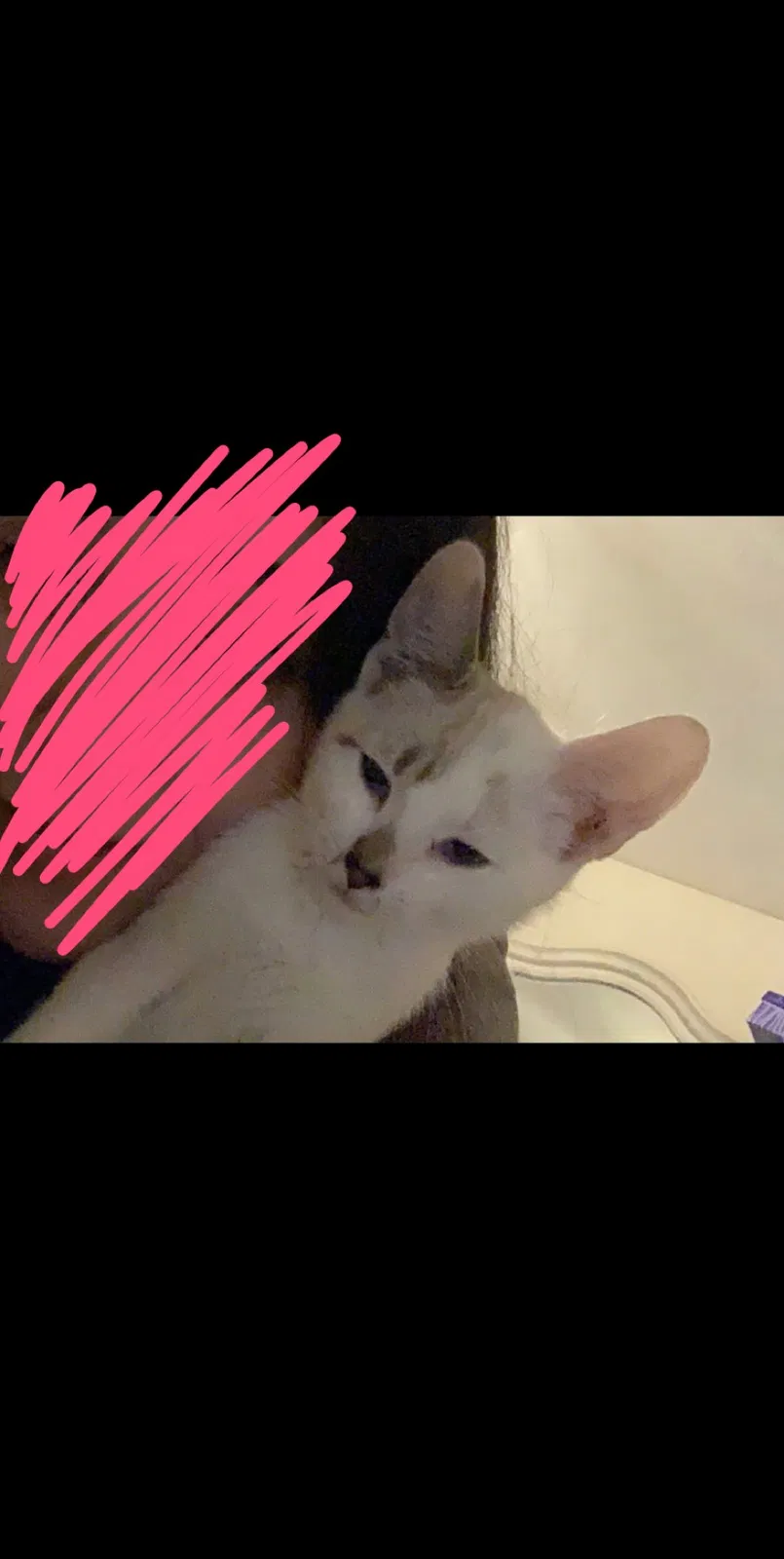 Lost cat in Pasco, WA, 99301