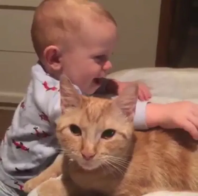 Lost cat in Scranton, PA, 18509