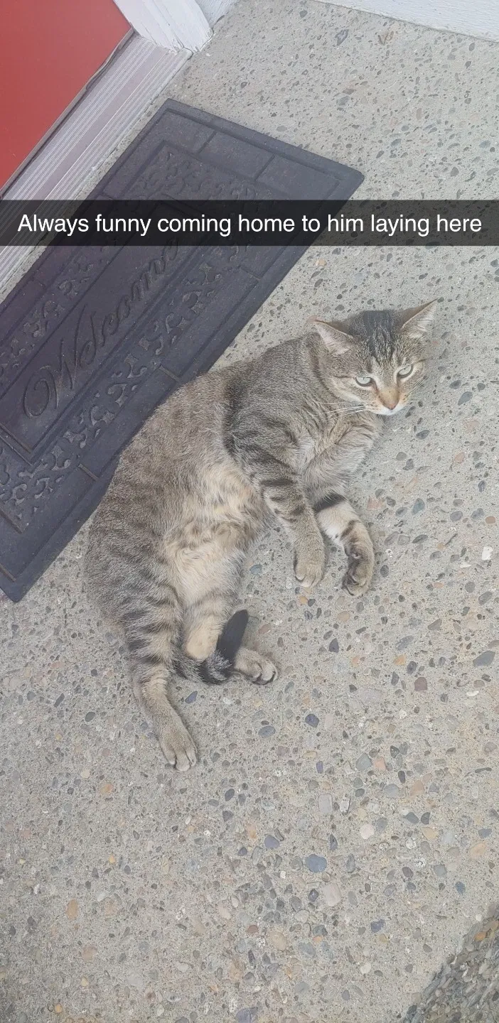 Lost cat in Liberty Lake, WA, 99019