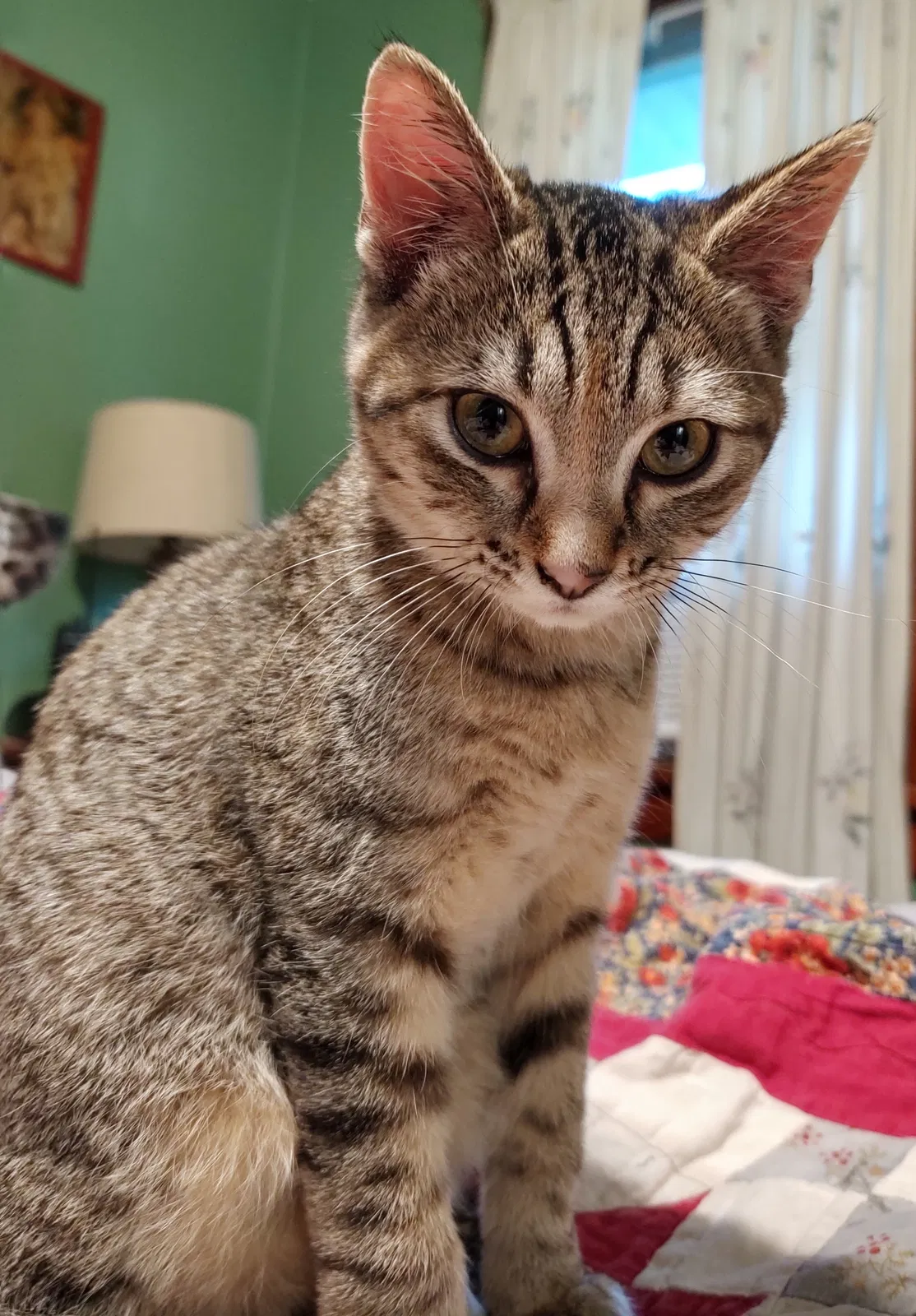 Lost cat in Madelia, MN, 56062
