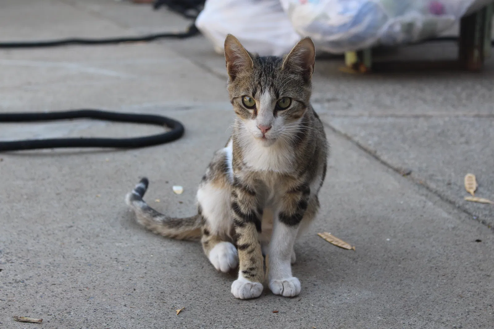 Lost cat in Chico, CA, 95926