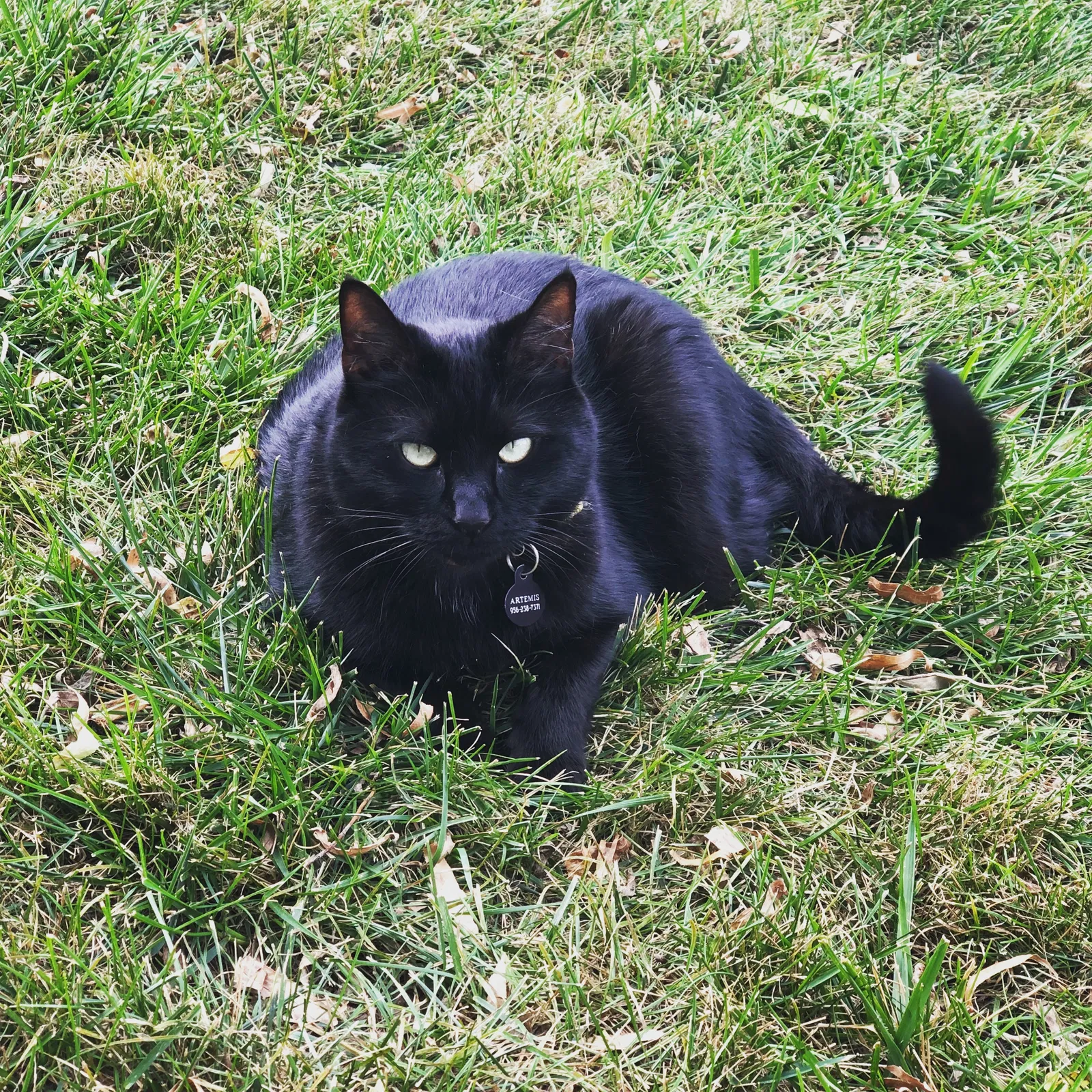 Lost cat in Mc Cordsville, IN, 46055
