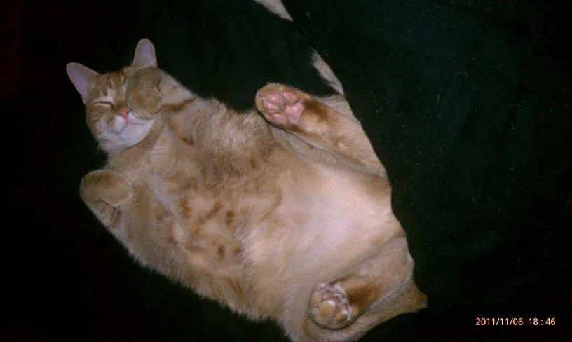 Found cat in Saint Clair, MN, 56080