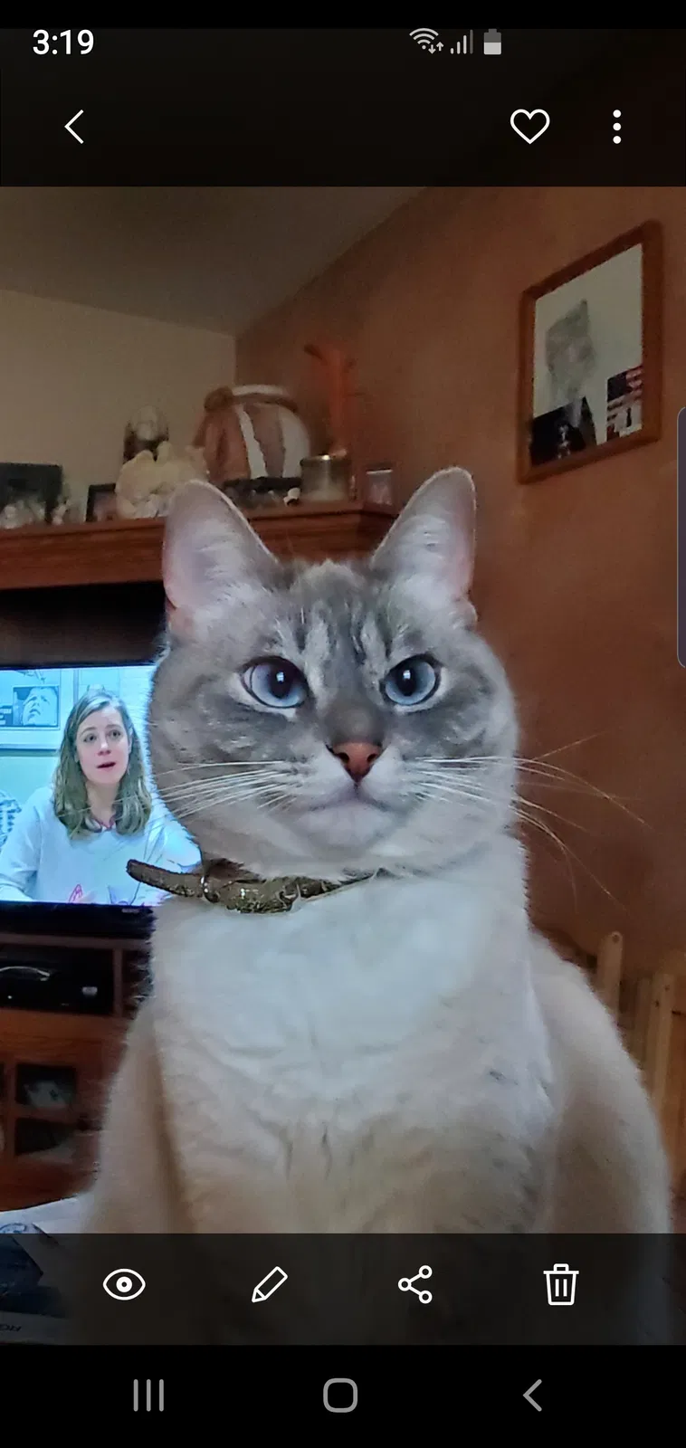 Lost cat in Flint, MI, 48506