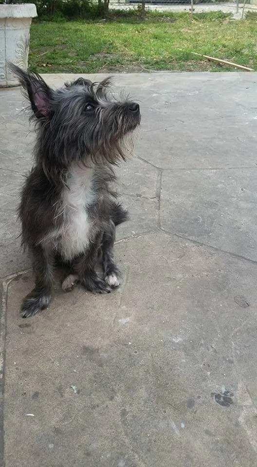 Lost dog in Miami, FL, 33128