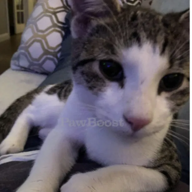 Found cat in Salem, OR, 97302