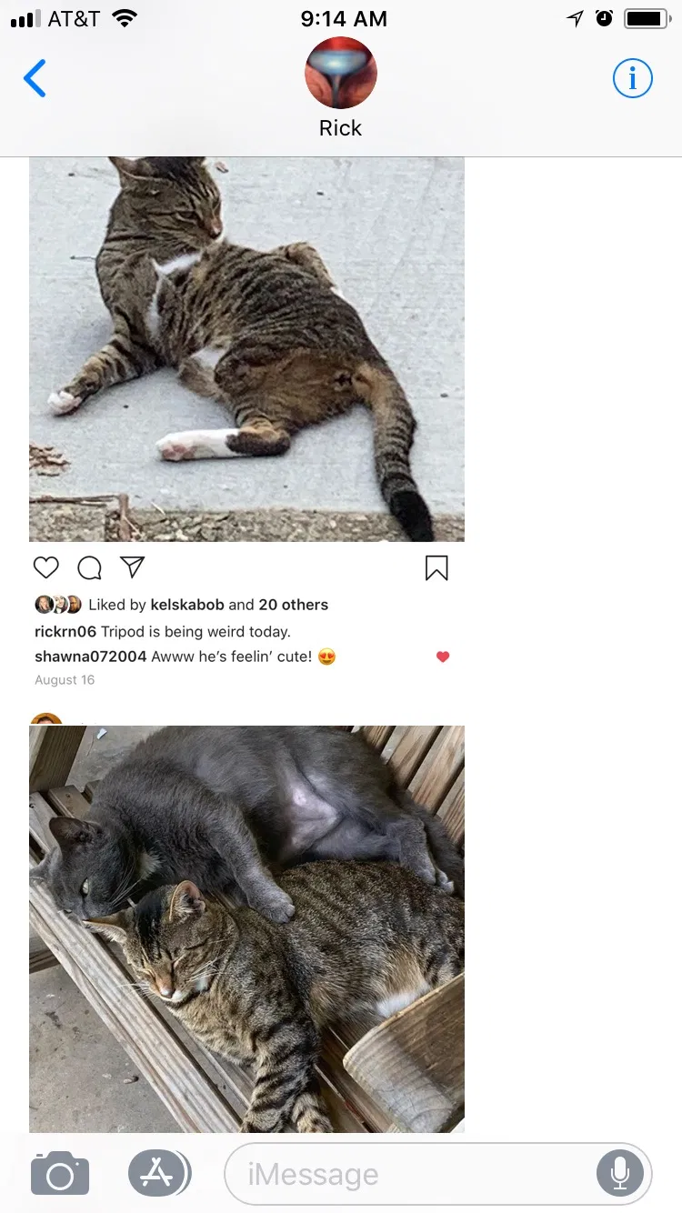 Lost cat in Saint Albans, WV, 25177
