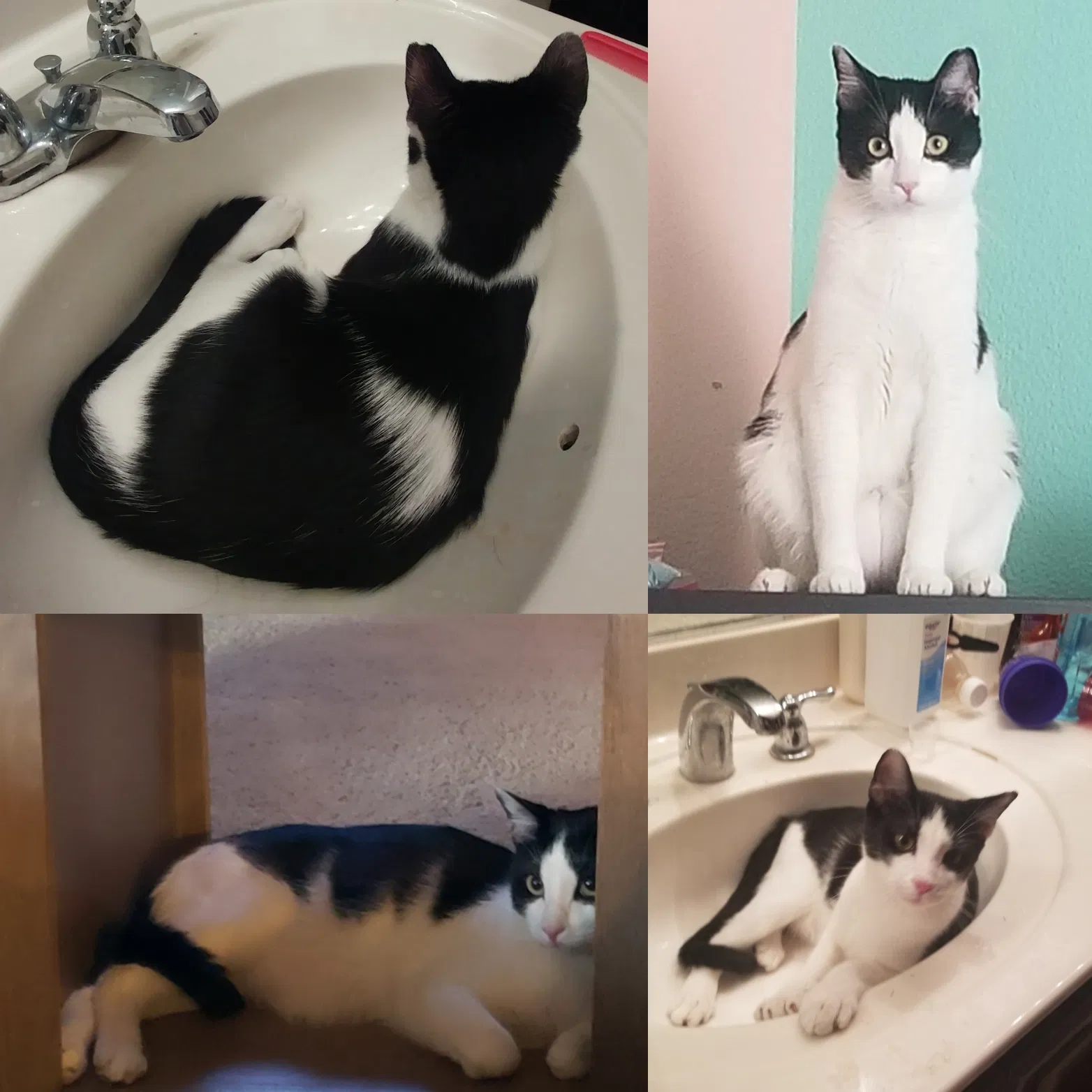 Lost cat in North Las Vegas, NV, 89032
