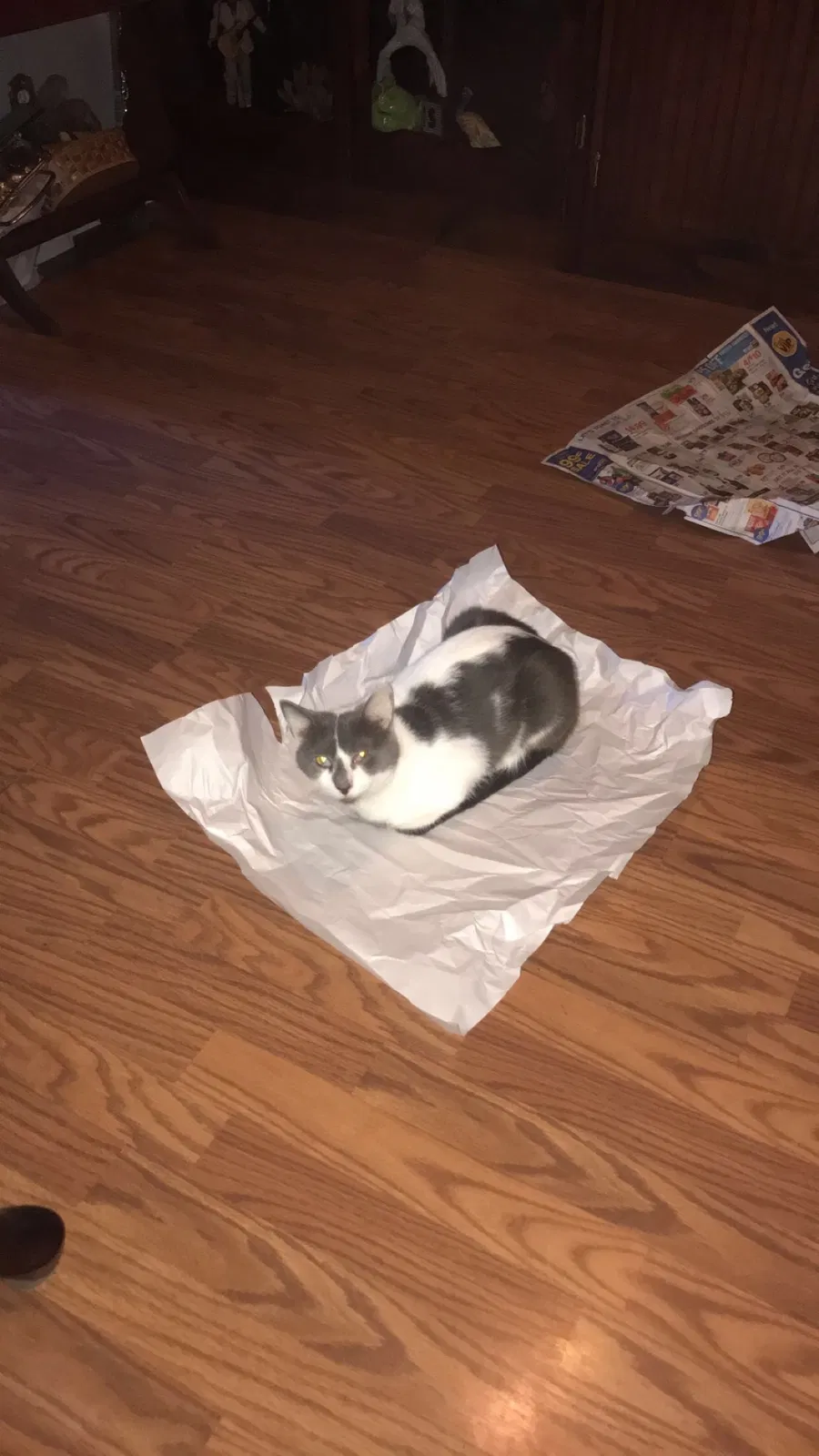 Lost cat in Tunnel Hill, GA, 30755