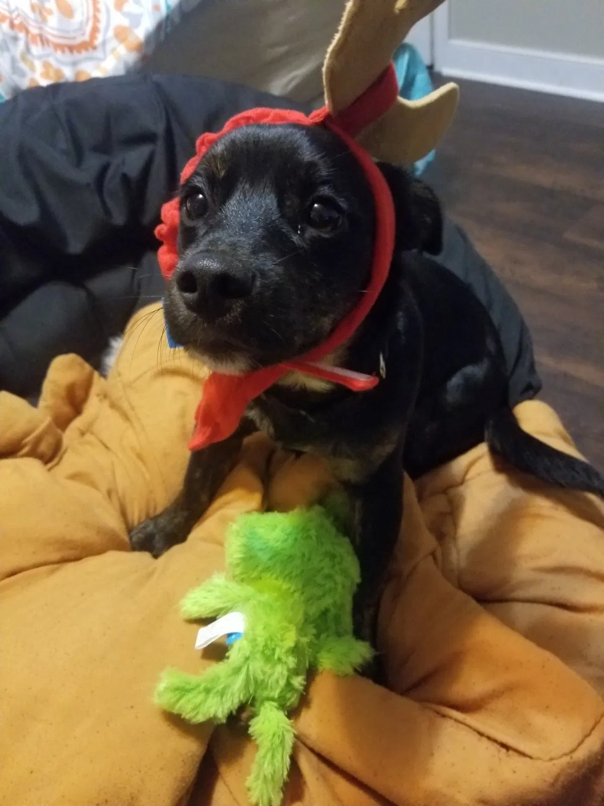 Lost dog in Pitts, GA, 31072