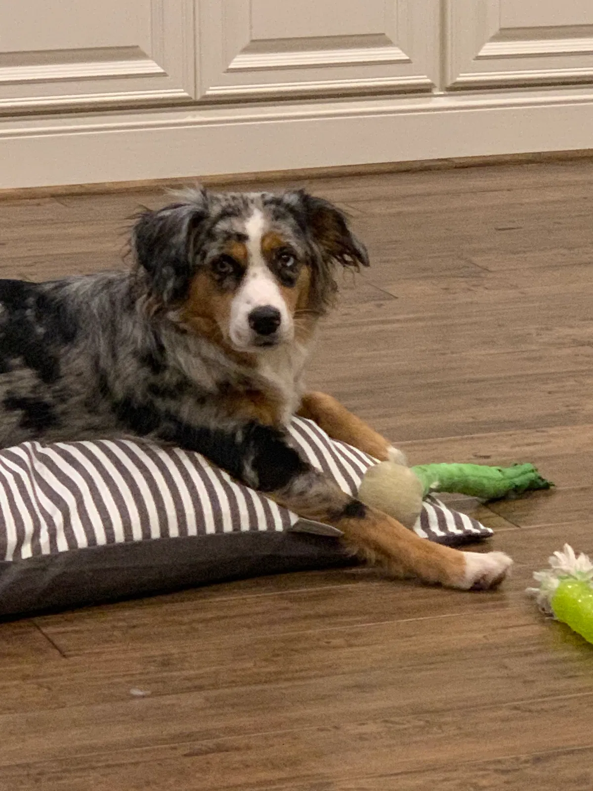 Lost dog in Smiths Station, AL, 36877