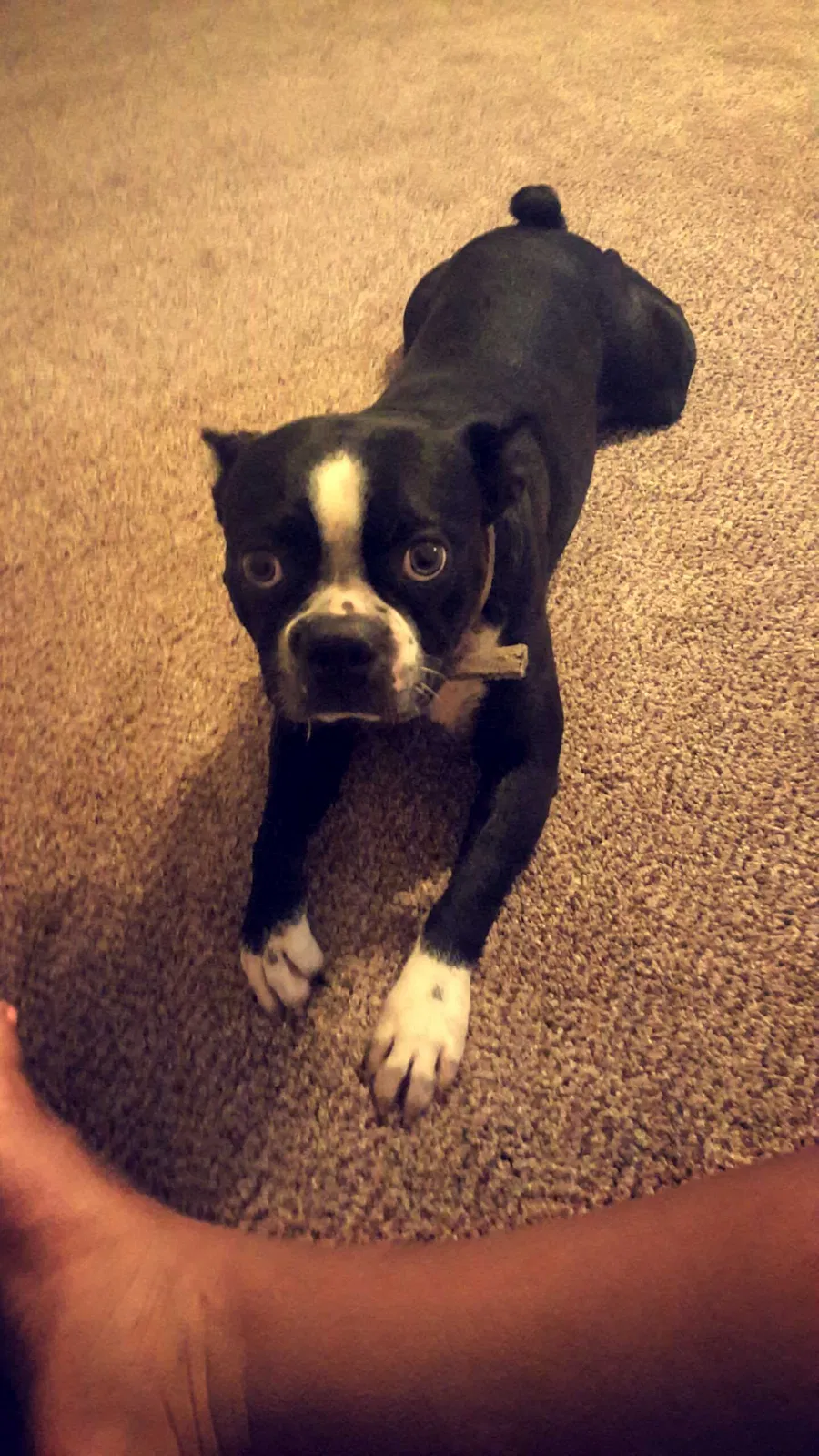 Lost dog in Unknown, TN, 38153