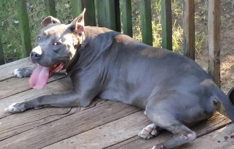 Lost dog in Millersville, MD, 21108