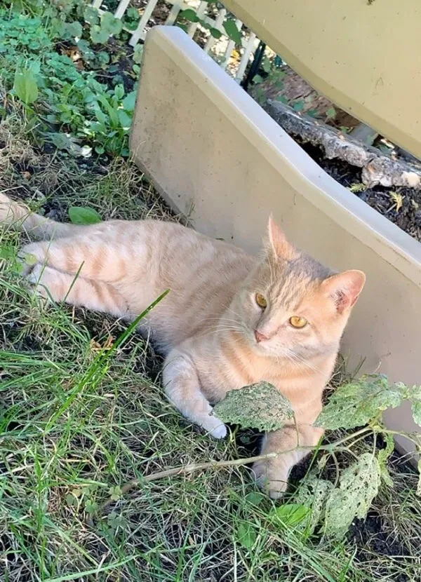 Lost cat in Hanover Park, IL, 60133