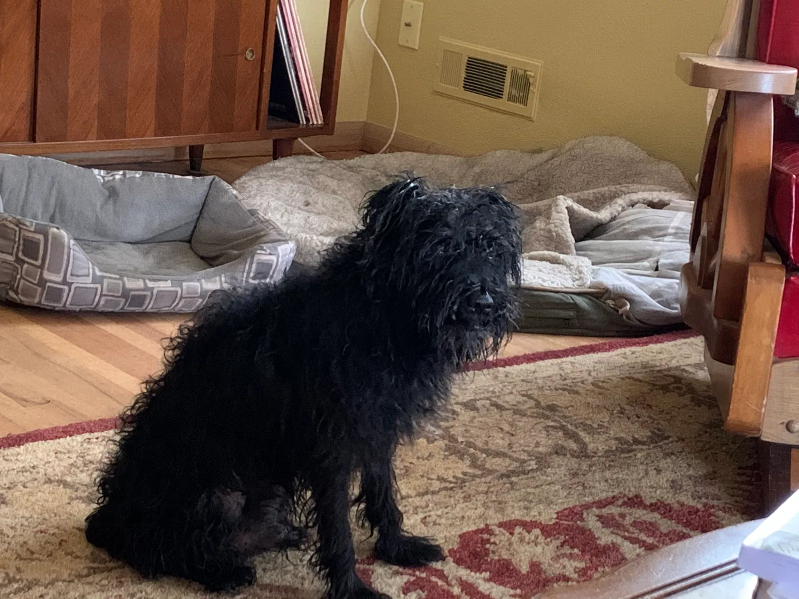 Lost dog in Saint Paul, MN, 55116