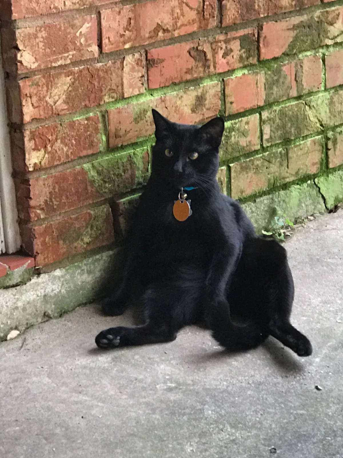 Lost cat in Bossier City, LA, 71112