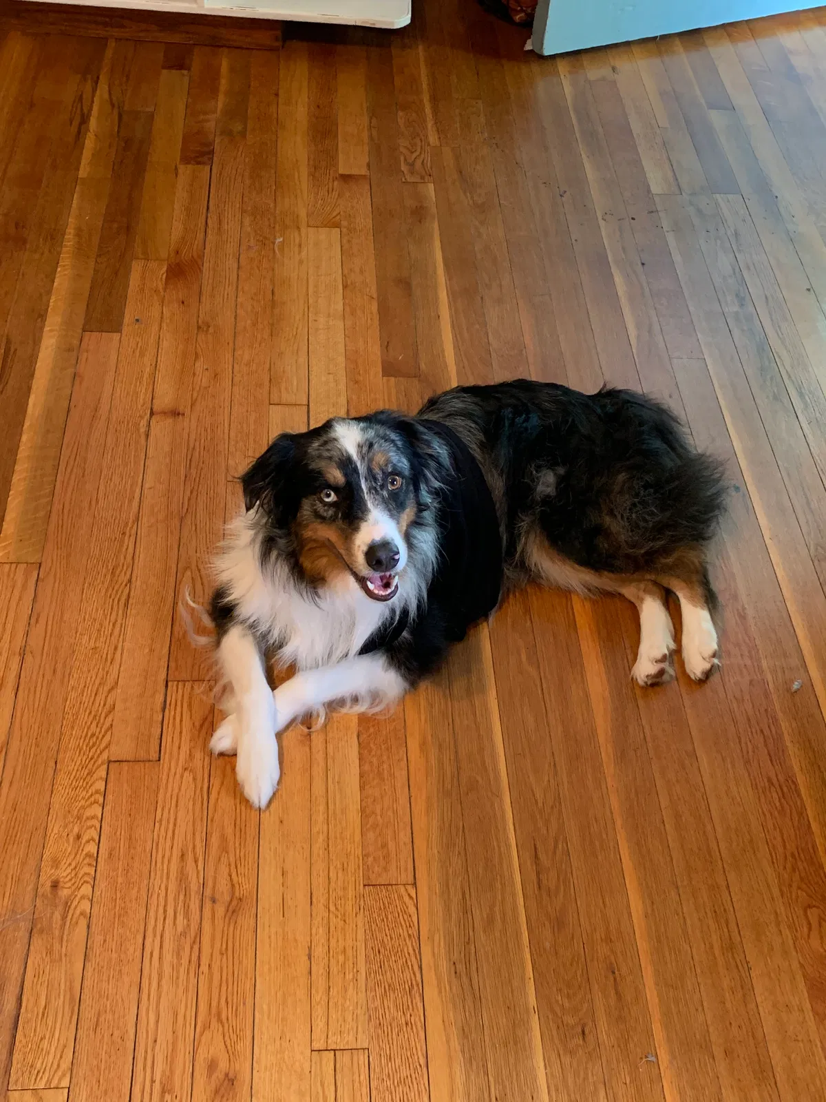 Lost dog in Wichita Falls, TX, 76308
