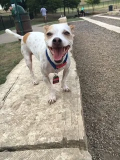 Lost dog in Dallas, TX, 75234