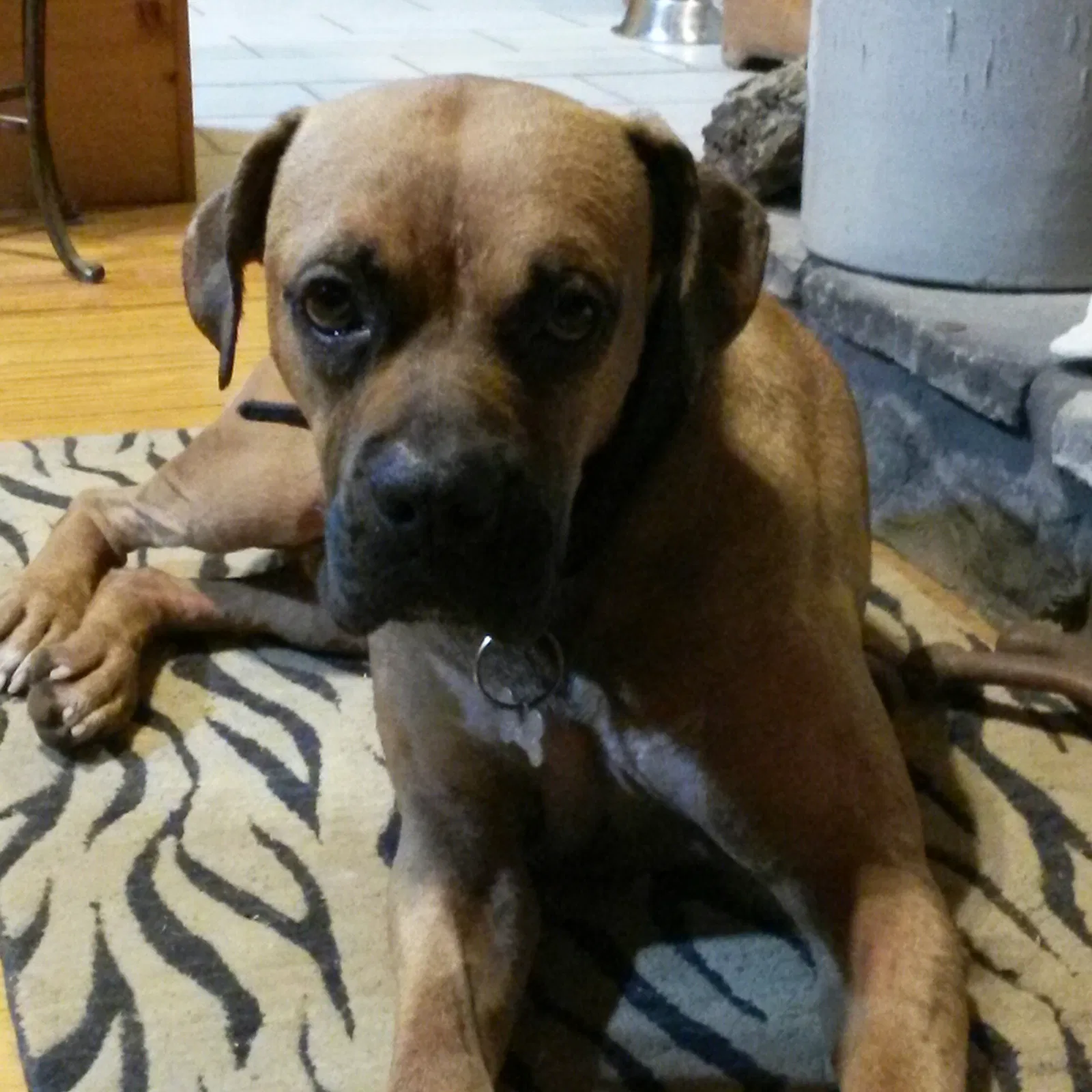 Lost dog in Adairsville, GA, 30103