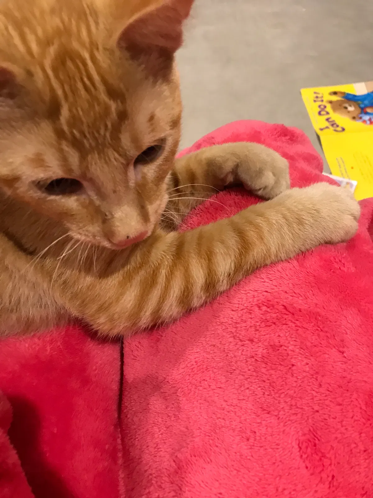 Lost cat in Forest Lake, MN, 55025