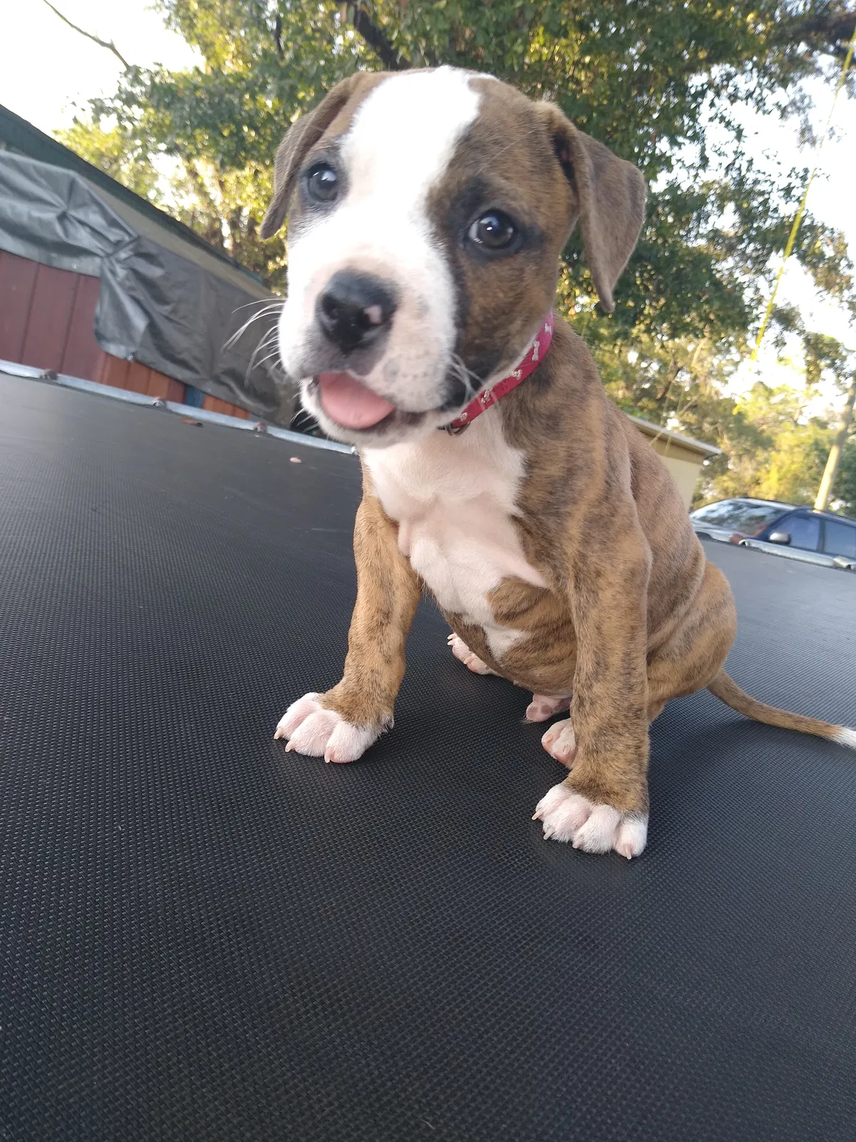 Lost dog in Valdosta, GA, 31601