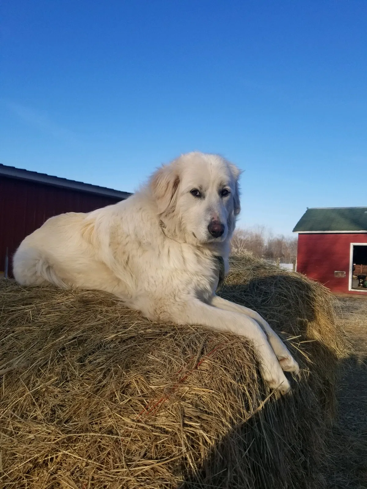 Missing Dog