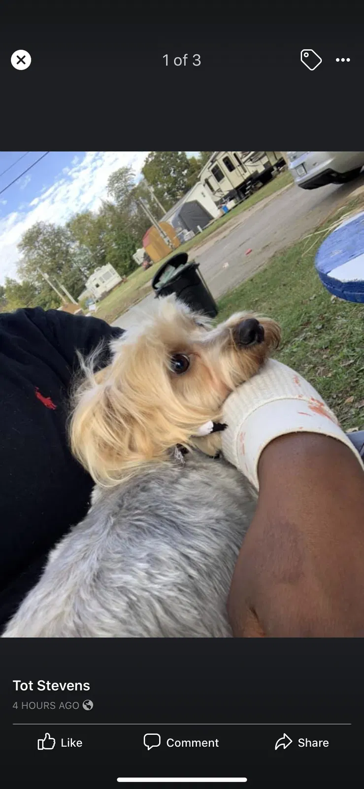 Lost dog in Louisville, KY, 40213