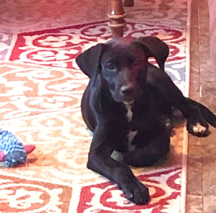 Lost dog in Ragley, LA, 70657