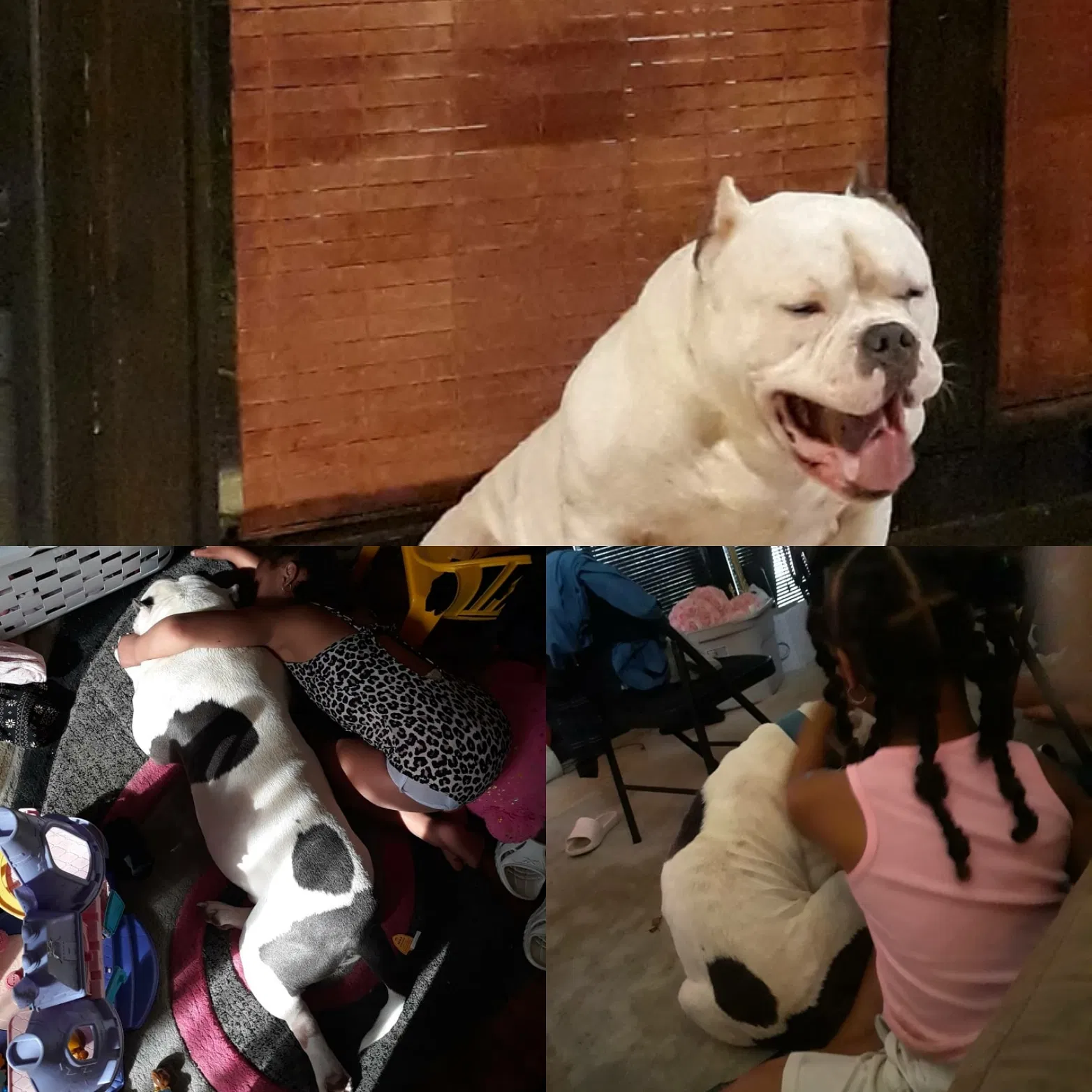Lost dog in Columbus, OH, 43227