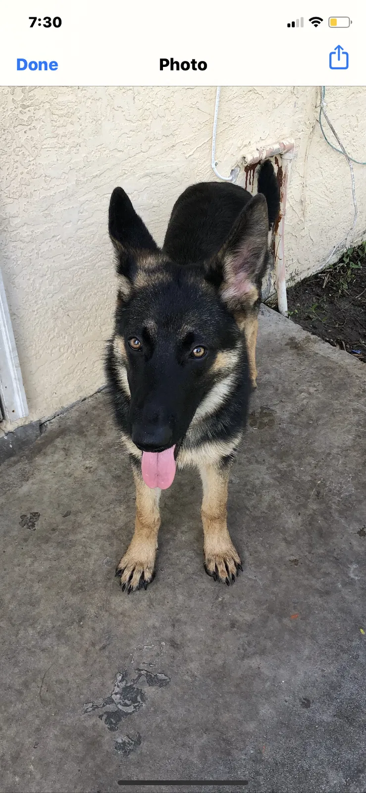 Lost dog in Zolfo Springs, FL, 33890