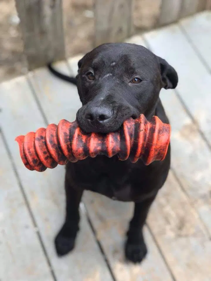 Lost dog in Starks, LA, 70661