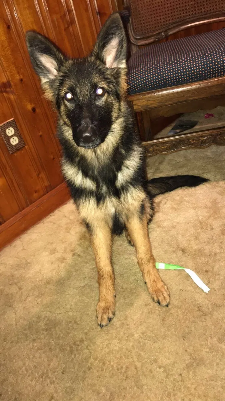 Lost dog in Memphis, TN, 38127