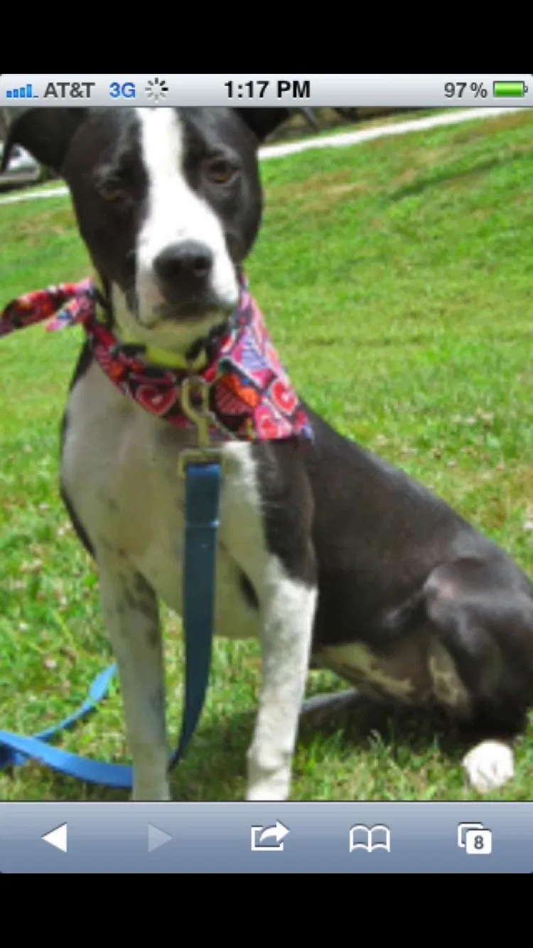 Lost dog in Biddeford, ME, 4005