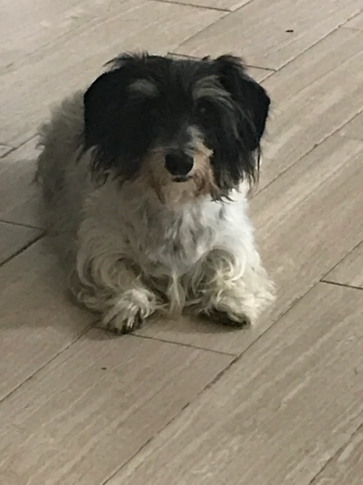 Lost dog in Unknown, MO, 64418