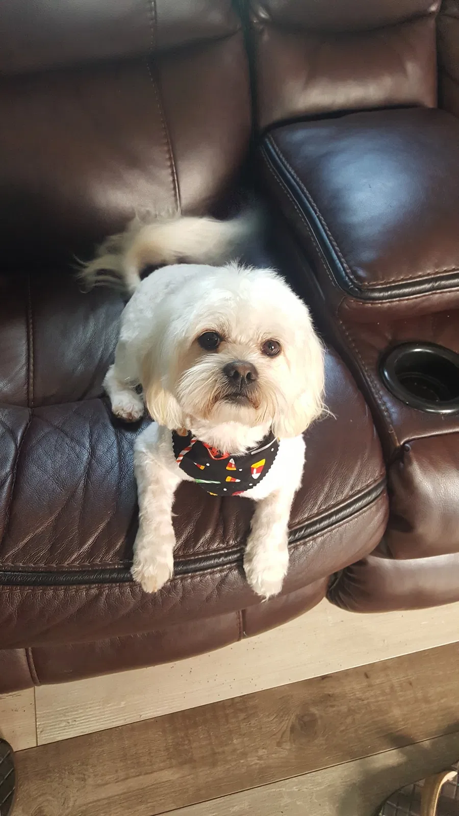 Lost dog in Wallace, NC, 28466