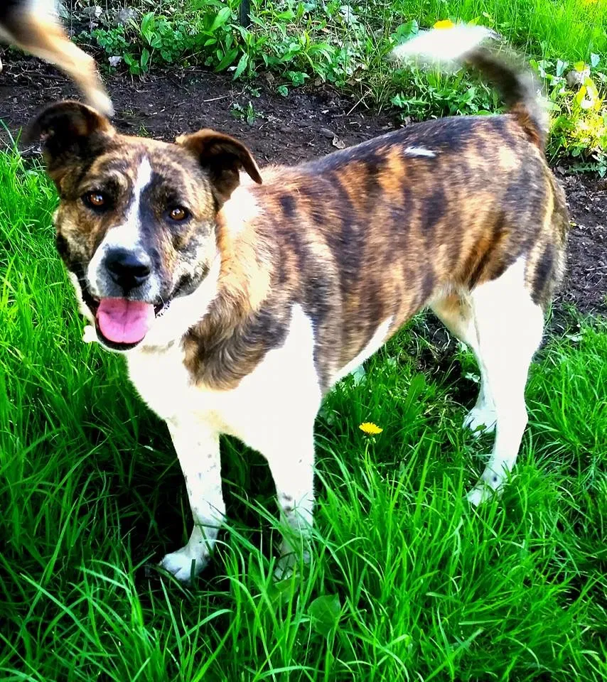 Lost dog in Chesaning, MI, 48616