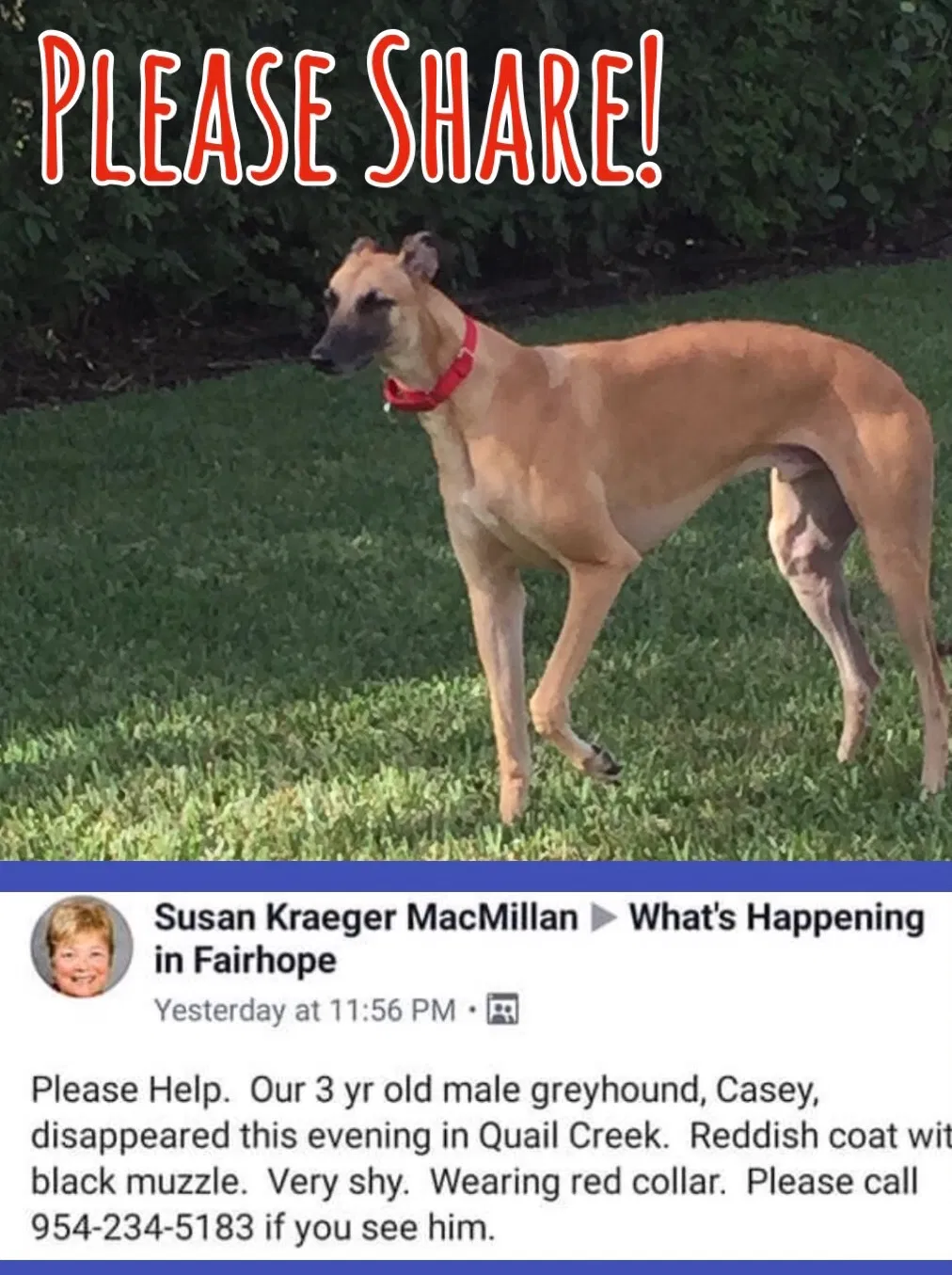 Lost dog in Fairhope, AL, 36532