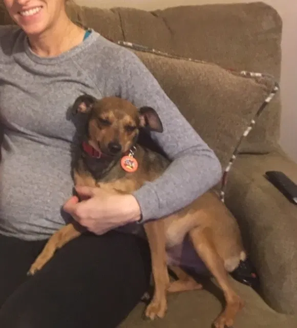 Lost dog in Peoria, IL, 61614