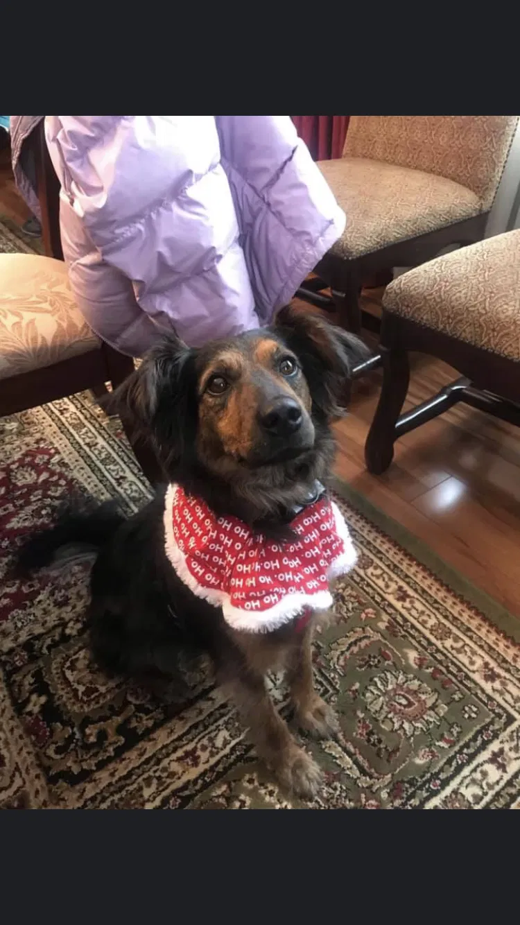 Lost dog in Knoxville, TN, 37932