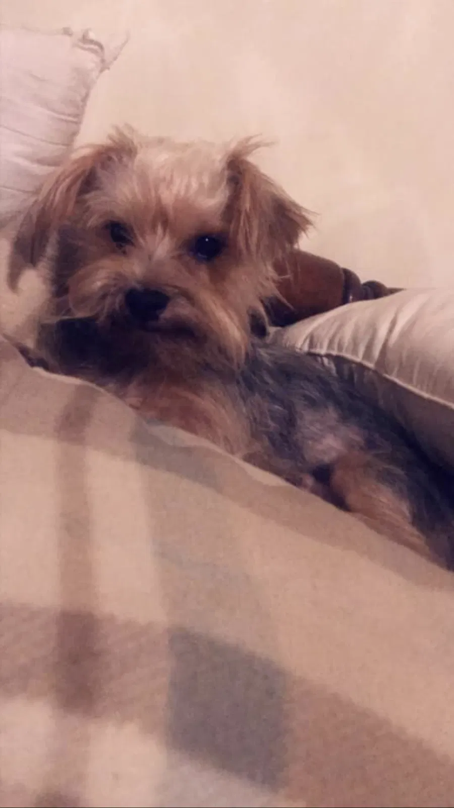 Lost dog in Montgomery, AL, 36104